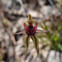 Caladenia actensis at suppressed - 10 Sep 2024