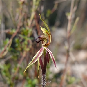 Caladenia actensis at suppressed - 10 Sep 2024