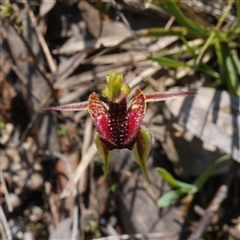 Caladenia actensis at suppressed - 10 Sep 2024