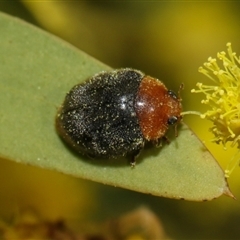 Cryptolaemus montrouzieri (Mealybug ladybird) at Higgins, ACT - 10 Sep 2024 by AlisonMilton