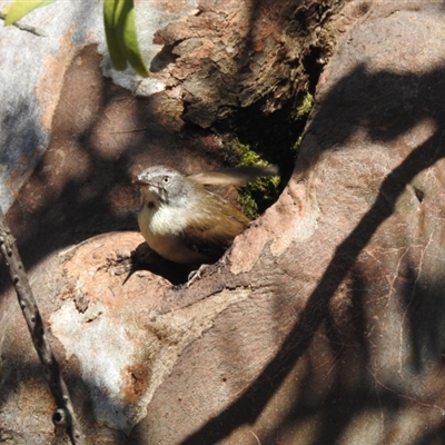 Sericornis frontalis (White-browed Scrubwren) at Acton, ACT - 10 Sep 2024 by HelenCross