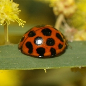 Harmonia conformis at Higgins, ACT - 10 Sep 2024 07:14 PM