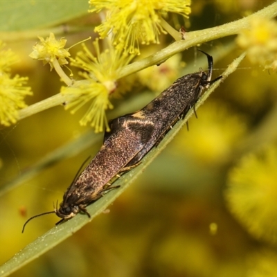 Leistomorpha brontoscopa (A concealer moth) at Higgins, ACT - 10 Sep 2024 by AlisonMilton