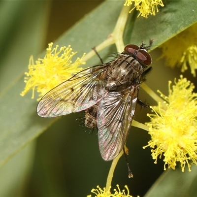 Muscidae (family) (Unidentified muscid fly) at Higgins, ACT - 10 Sep 2024 by AlisonMilton