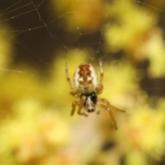 Araneus hamiltoni (Hamilton's Orb Weaver) at Higgins, ACT - 10 Sep 2024 by AlisonMilton