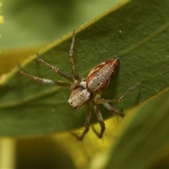 Oxyopes sp. (genus) (Lynx spider) at Higgins, ACT - 10 Sep 2024 by AlisonMilton