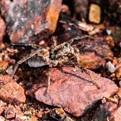 Lycosidae (family) at Myall Creek, NSW - 10 Aug 2024 by Petesteamer