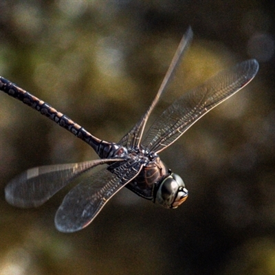 Anax papuensis (Australian Emperor) at Bargara, QLD - 1 Jul 2024 by Petesteamer