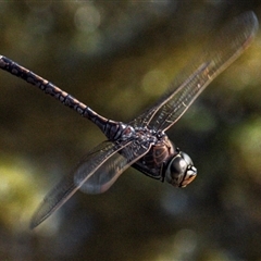Anax papuensis at Bargara, QLD - 1 Jul 2024 02:20 PM