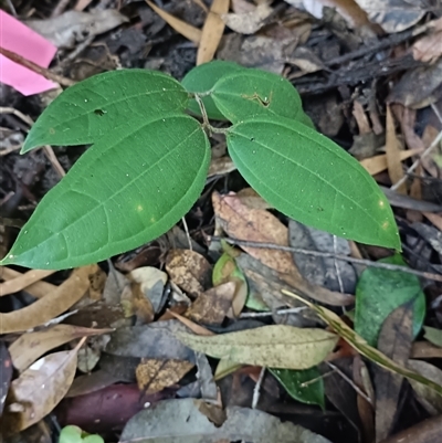 Rhodamnia rubescens (Scrub Turpentine, Brown Malletwood) at Raleigh, NSW - 27 Aug 2024 by jason_john