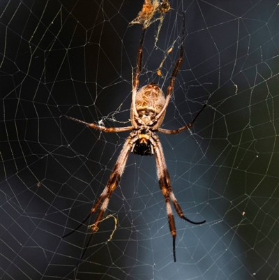 Unidentified Orb-weaving spider (several families) at Rubyanna, QLD - 13 Jun 2024 by Petesteamer