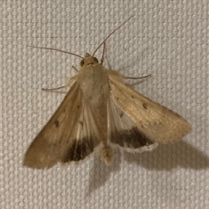 Helicoverpa punctigera at Curtin, ACT - 10 Sep 2024