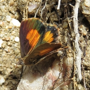 Paralucia aurifera at Paddys River, ACT - 25 Jan 2018 04:29 PM