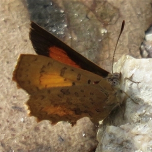 Paralucia aurifera at Paddys River, ACT - 25 Jan 2018 04:29 PM