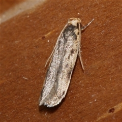 Hoplostega ochroma (a Eulechria Group moth) at Freshwater Creek, VIC - 3 Jun 2021 by WendyEM