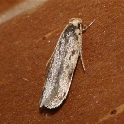 Hoplostega ochroma (a Eulechria Group moth) at Freshwater Creek, VIC - 3 Jun 2021 by WendyEM