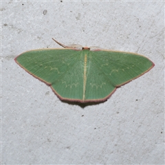 Chlorocoma dichloraria (Guenee's or Double-fringed Emerald) at Freshwater Creek, VIC - 3 Jun 2021 by WendyEM