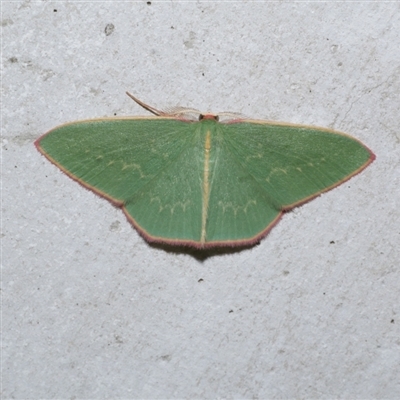 Chlorocoma dichloraria (Guenee's or Double-fringed Emerald) at Freshwater Creek, VIC - 3 Jun 2021 by WendyEM