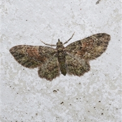 Chloroclystis catastreptes (Green and Brown Carpet) at Freshwater Creek, VIC - 3 Jun 2021 by WendyEM