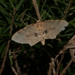 Poecilasthena scoliota (A Geometer moth (Larentiinae)) at Freshwater Creek, VIC - 3 Jun 2021 by WendyEM