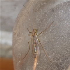 Chironomidae (family) (Non-biting Midge) at Freshwater Creek, VIC - 3 Jun 2021 by WendyEM