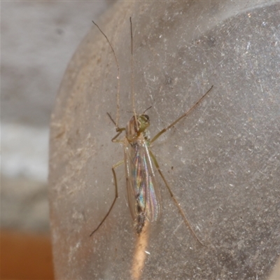 Chironomidae (family) (Non-biting Midge) at Freshwater Creek, VIC - 3 Jun 2021 by WendyEM