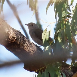 Colluricincla harmonica at Greenway, ACT - 10 Sep 2024 01:26 PM