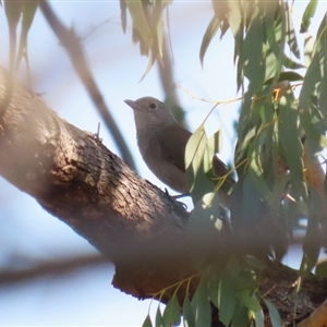 Colluricincla harmonica at Greenway, ACT - 10 Sep 2024 01:26 PM