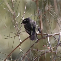 Rhipidura albiscapa (Grey Fantail) at Greenway, ACT - 10 Sep 2024 by RodDeb