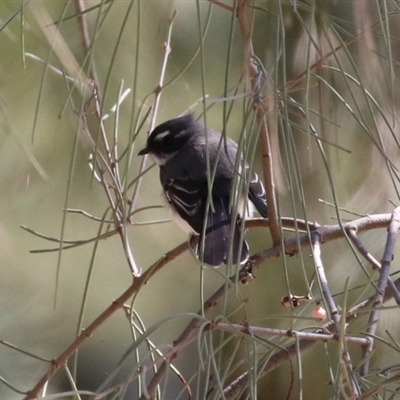 Rhipidura albiscapa (Grey Fantail) at Greenway, ACT - 10 Sep 2024 by RodDeb