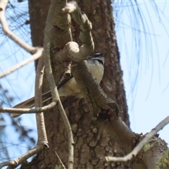 Rhipidura albiscapa at Greenway, ACT - 10 Sep 2024