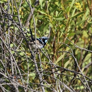 Malurus cyaneus at Greenway, ACT - 10 Sep 2024 12:12 PM