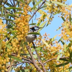 Malurus cyaneus at Greenway, ACT - 10 Sep 2024 12:12 PM