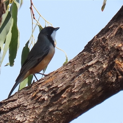 Pachycephala rufiventris (Rufous Whistler) at Greenway, ACT - 10 Sep 2024 by RodDeb