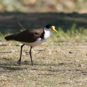 Vanellus miles at Greenway, ACT - 10 Sep 2024 01:09 PM