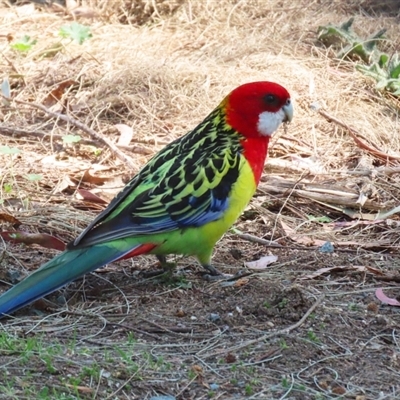 Platycercus eximius (Eastern Rosella) at Greenway, ACT - 10 Sep 2024 by RodDeb