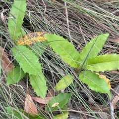 Lomatia ilicifolia (Holly Lomatia) at Majors Creek, NSW - 2 Mar 2024 by JaneR