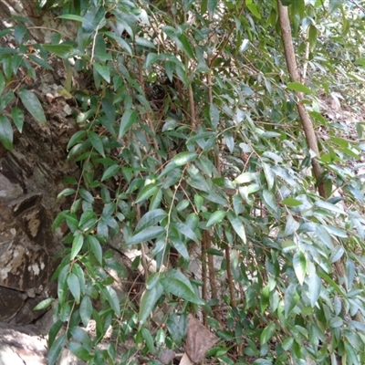 Unverified Plant at Pappinbarra, NSW - 28 Aug 2024 by jonvanbeest
