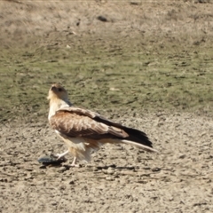 Haliastur sphenurus (Whistling Kite) at Fyshwick, ACT - 7 Sep 2024 by LinePerrins