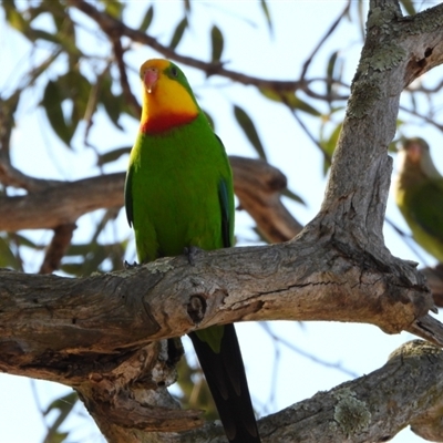 Polytelis swainsonii (Superb Parrot) at Molonglo, ACT - 6 Sep 2024 by LinePerrins