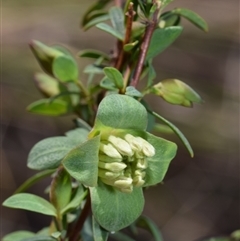 Pimelea linifolia subsp. linifolia (Queen of the Bush, Slender Rice-flower) at Jerrabomberra, NSW - 9 Sep 2024 by DianneClarke