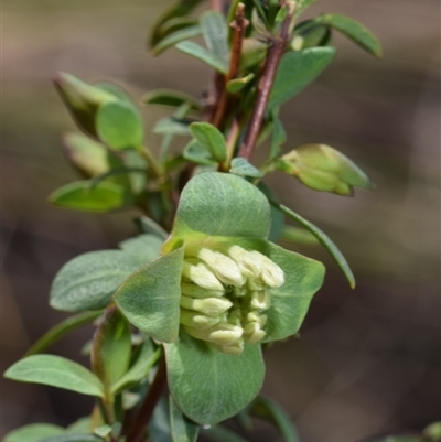 Pimelea linifolia subsp. linifolia (Queen of the Bush, Slender Rice-flower) at Jerrabomberra, NSW - 9 Sep 2024 by DianneClarke