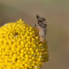 Austrotephritis poenia (Australian Fruit Fly) at Higgins, ACT - 10 Sep 2024 by MichaelWenke