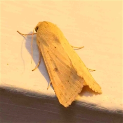 Helicoverpa (genus) (A bollworm) at Turner, ACT - 8 Sep 2024 by ConBoekel