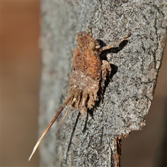 Fulgoroidea sp. (superfamily) (Unidentified fulgoroid planthopper) at Higgins, ACT - 10 Sep 2024 by Trevor