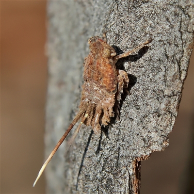 Fulgoroidea sp. (superfamily) (Unidentified fulgoroid planthopper) at Higgins, ACT - 10 Sep 2024 by Trevor