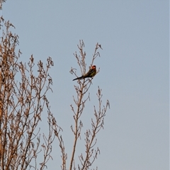 Platycercus eximius (Eastern Rosella) at Lawson, ACT - 10 Sep 2024 by mroseby