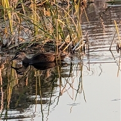 Anas superciliosa (Pacific Black Duck) at Lawson, ACT - 10 Sep 2024 by mroseby