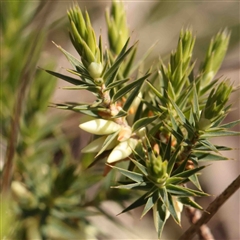 Melichrus urceolatus (Urn Heath) at O'Connor, ACT - 5 Sep 2024 by ConBoekel