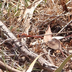 Diplacodes bipunctata (Wandering Percher) at O'Connor, ACT - 5 Sep 2024 by ConBoekel